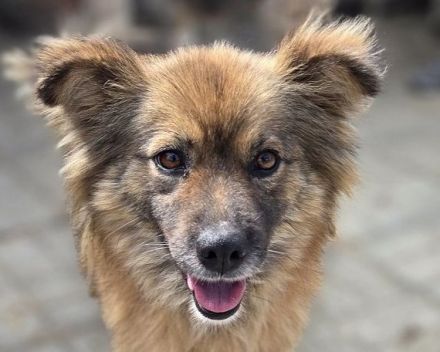 Raya, wer gibt dieser feinen, sensiblen jungen Hündin die Chance auf ein besseres Leben? 1J, 47cm