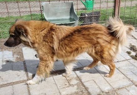 Raya, wer gibt dieser feinen, sensiblen jungen Hündin die Chance auf ein besseres Leben? 1J, 47cm