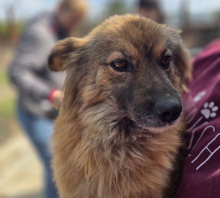 Raya, wer gibt dieser feinen, sensiblen jungen Hündin die Chance auf ein besseres Leben? 1J, 47cm