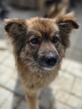 Raya, wer gibt dieser feinen, sensiblen jungen Hündin die Chance auf ein besseres Leben? 1J, 47cm