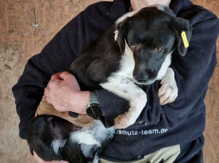 Socke, offen, vorsichtige Hündin, die sehr lernfähig ist und eine Chance verdient hat, 3J, 38 cm