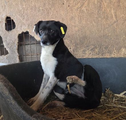 Socke, offen, vorsichtige Hündin, die sehr lernfähig ist und eine Chance verdient hat, 3J, 38 cm
