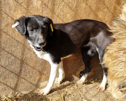 Socke, offen, vorsichtige Hündin, die sehr lernfähig ist und eine Chance verdient hat, 3J, 38 cm