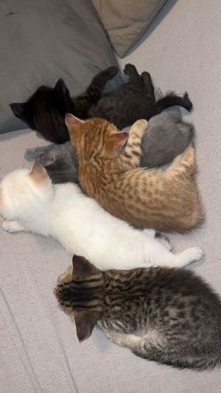 Babykitten