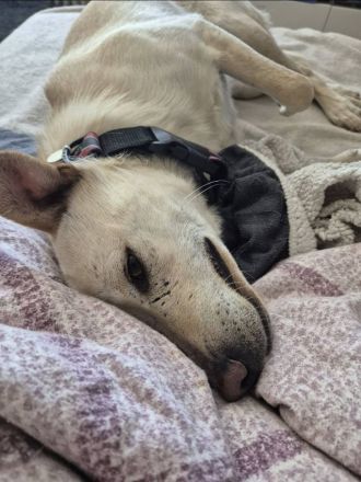 Ailo, auf PS, freundlich, neugierig....wer sucht einen gut verträglichen Hund