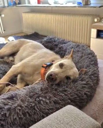 Ailo, auf PS, freundlich, neugierig....wer sucht einen gut verträglichen Hund