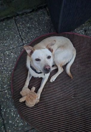 Ailo, auf PS, freundlich, neugierig....wer sucht einen gut verträglichen Hund