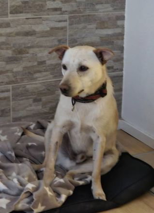 Ailo, auf PS, freundlich, neugierig....wer sucht einen gut verträglichen Hund