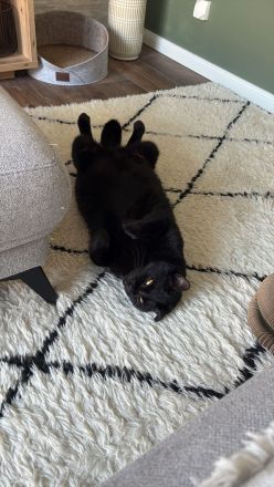 Zwei Kater (Brüder) 6 Jahre abzugeben/Katze/Hauskatze
