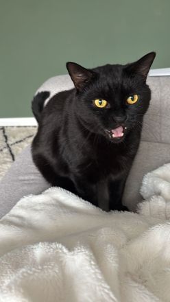 Zwei Kater (Brüder) 6 Jahre abzugeben/Katze/Hauskatze