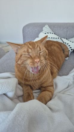 Zwei Kater (Brüder) 6 Jahre abzugeben/Katze/Hauskatze