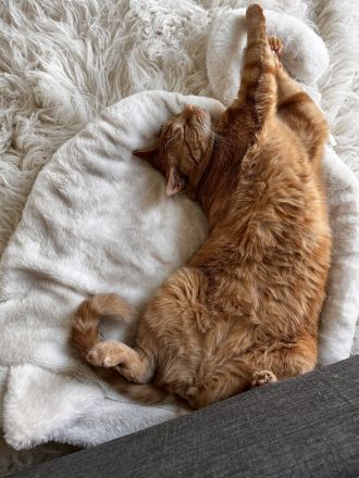 Zwei Kater (Brüder) 6 Jahre abzugeben/Katze/Hauskatze