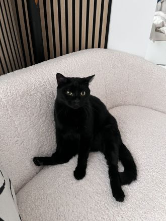 Zwei Kater (Brüder) 6 Jahre abzugeben/Katze/Hauskatze