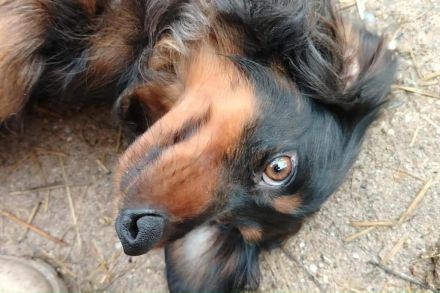 Lilli ist bereits reserviert