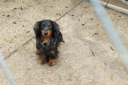 Lilli ist bereits reserviert
