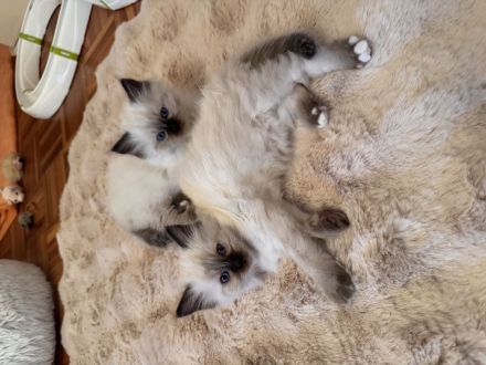 Heilige Birma Kitten