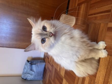 Heilige Birma Kitten
