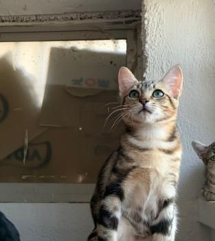 Lulú