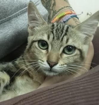 Lulú