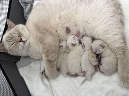 Wunderschöne BKH Mix Kitten (Blue Point / Langhaar Anteile) – liebevoll aufgezogen