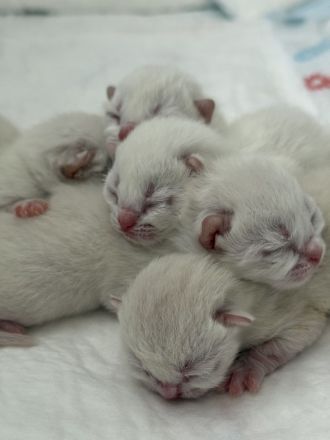Wunderschöne BKH Mix Kitten (Blue Point / Langhaar Anteile) – liebevoll aufgezogen