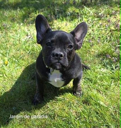 Alternativ Französische Bulldogge sucht noch eine Familie