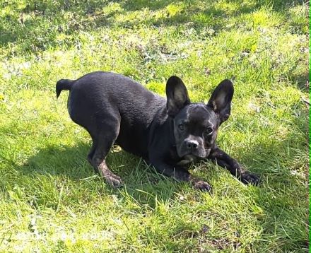 Alternativ Französische Bulldogge sucht noch eine Familie