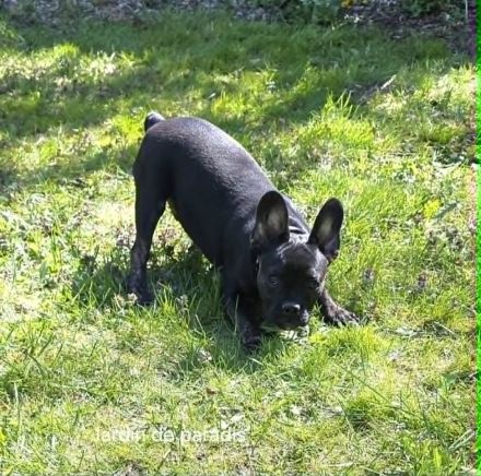 Alternativ Französische Bulldogge sucht noch eine Familie