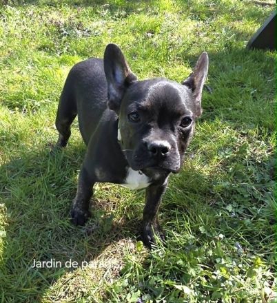 Alternativ Französische Bulldogge sucht noch eine Familie