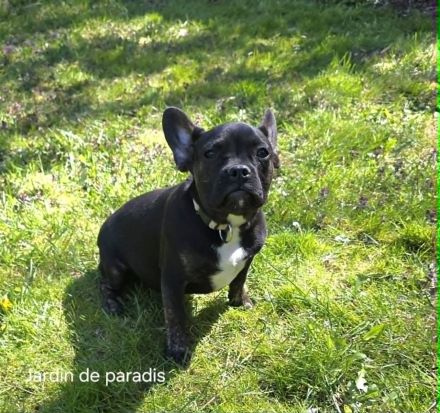 Alternativ Französische Bulldogge sucht noch eine Familie