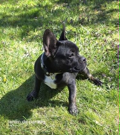 Alternativ Französische Bulldogge sucht noch eine Familie