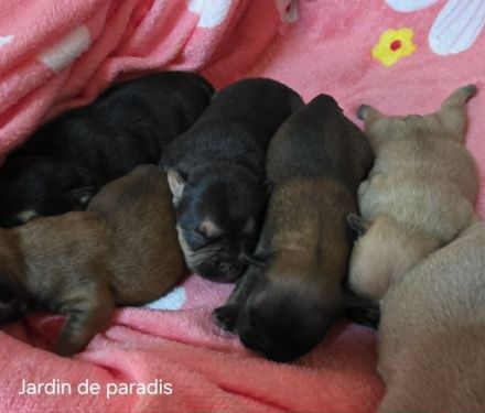 Alternativ Französische Bulldogge mit Ahnentafel suchen noch eine Familie