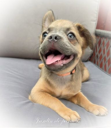 Blue - "Alternativ Französische Bulldogge" mit schöner Nase und Rute