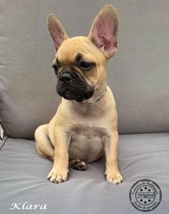 Klara - Alternativ Französische Bulldogge mit Ahnentafel suchen noch eine Familie