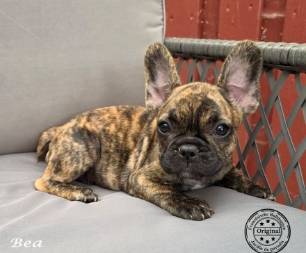 Drei tolle Alternativ Französische Bulldogge mit Ahnentafel suchen noch eine Familie