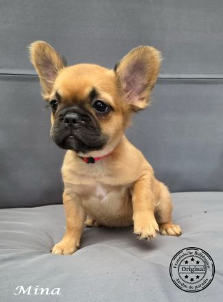 Drei tolle Alternativ Französische Bulldogge mit Ahnentafel suchen noch eine Familie