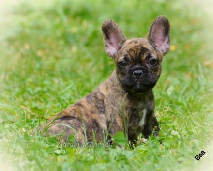 Vier tolle Alternativ Französische Bulldogge mit Ahnentafel suchen noch eine Familie