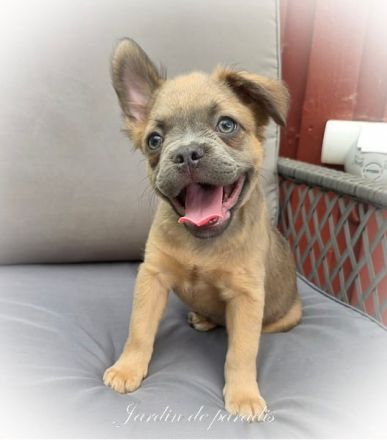 Blue - "Alternativ Französische Bulldogge" mit schöner Nase und Rute