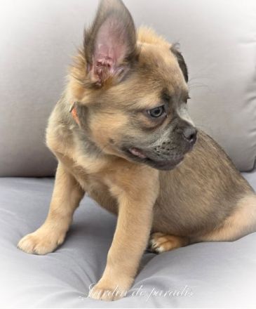 Blue - "Alternativ Französische Bulldogge" mit schöner Nase und Rute