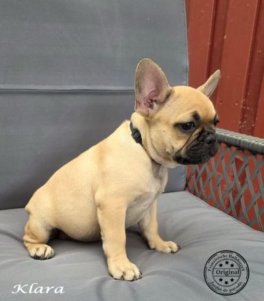 Klara - Alternativ Französische Bulldogge mit Ahnentafel suchen noch eine Familie