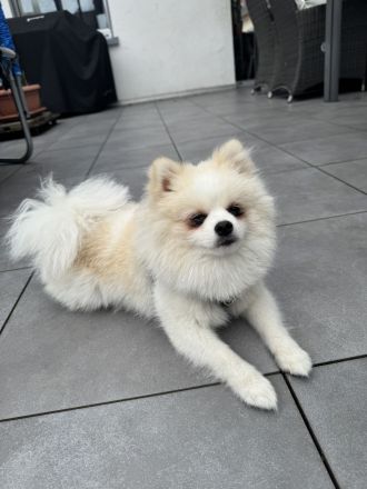 8 Monate alter Zwergspitz Rüde sucht verantwortungsvolles Zuhause