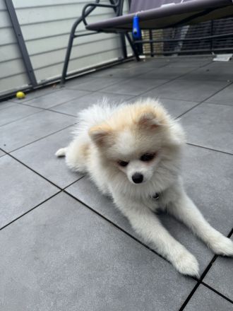 8 Monate alter Zwergspitz Rüde sucht verantwortungsvolles Zuhause