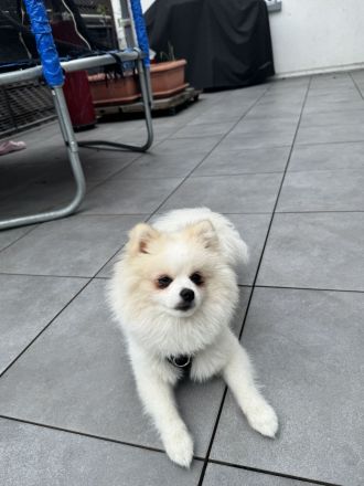 8 Monate alter Zwergspitz Rüde sucht verantwortungsvolles Zuhause