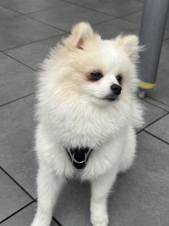 8 Monate alter Zwergspitz Rüde sucht verantwortungsvolles Zuhause