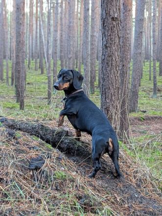 Reinrassige Zwergdackel abzugeben