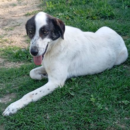 Hündin Nera / kastriert / derzeit noch in Griechenland