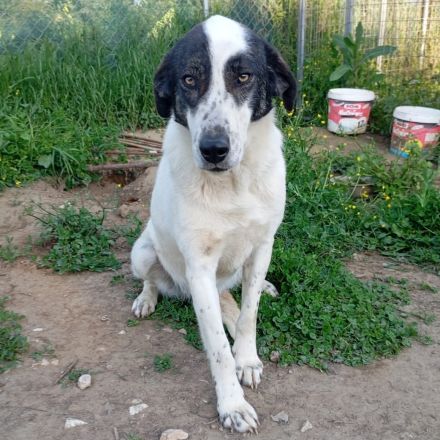 Hündin Nera / kastriert / derzeit noch in Griechenland