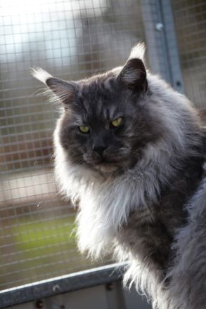 Maine coon “Blueberry muffin”