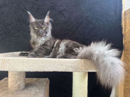 Elegantes Black Smoke Maine Coon Mädchen sucht ein liebevolles Zuhause 🖤