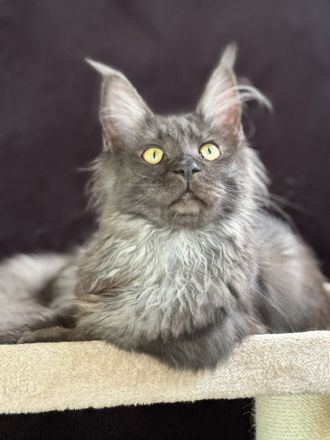 Elegantes Black Smoke Maine Coon Mädchen sucht ein liebevolles Zuhause 🖤